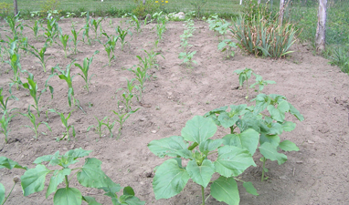 A thriving garden in late early Spring